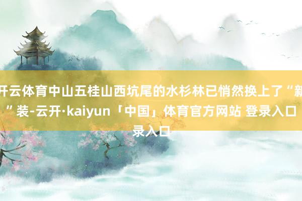 开云体育中山五桂山西坑尾的水杉林已悄然换上了“新”装-云开·kaiyun「中国」体育官方网站 登录入口